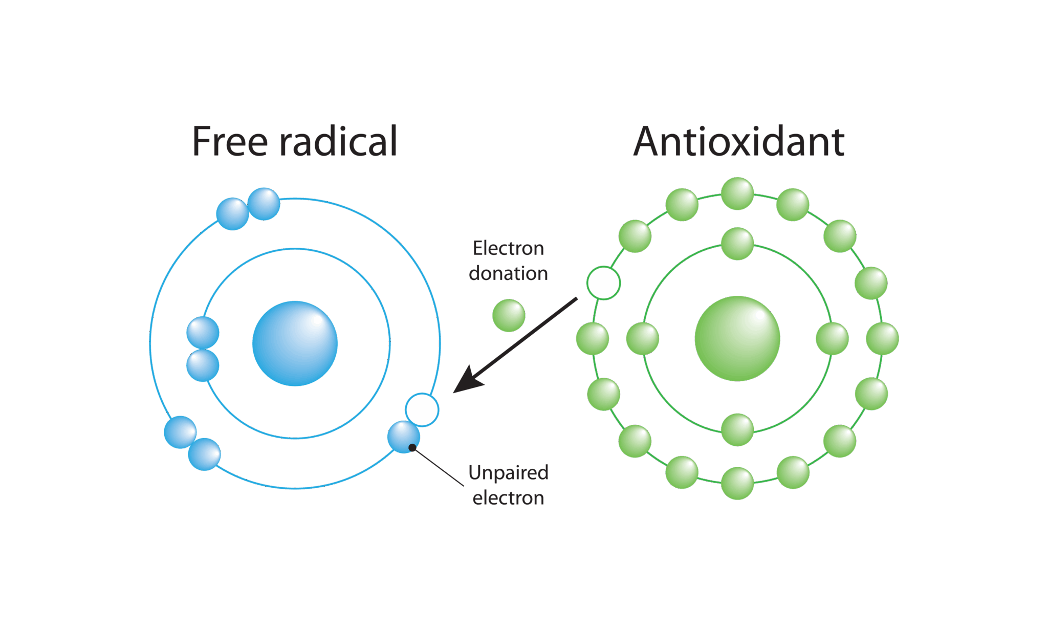 Diagram showing how an antioxidant donates an electron to a free radical to stabilize it and prevent cellular damage